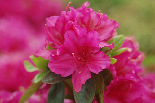 Girards Fuchsia Azalea