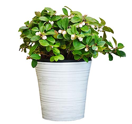 Peppermint Pearl Wintergreen - White Birch Holiday Pot