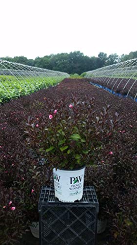 Fine Wine® Weigela