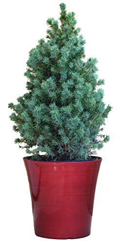 Dwarf Alberta Spruce  - Red Holiday Pot