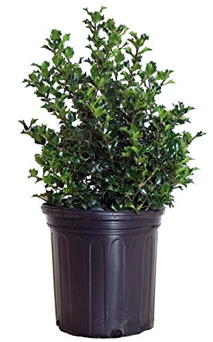 Red Beauty Holly
