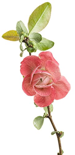 Double Take Pink™ Quince