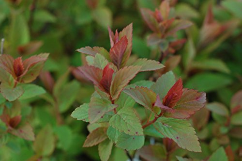 Anthony Waterer Spirea