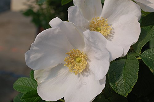 White Rugosa Rosa