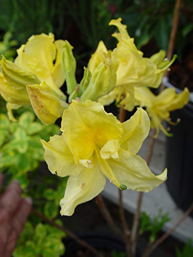 Lemon Lights Azalea