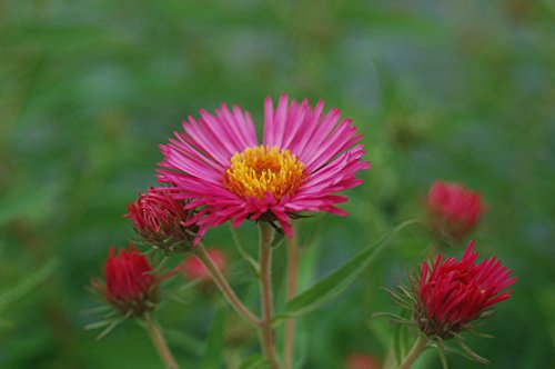 New England Aster