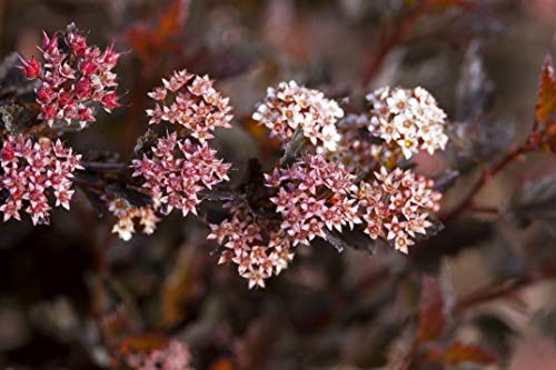 Little Devil Common Ninebark