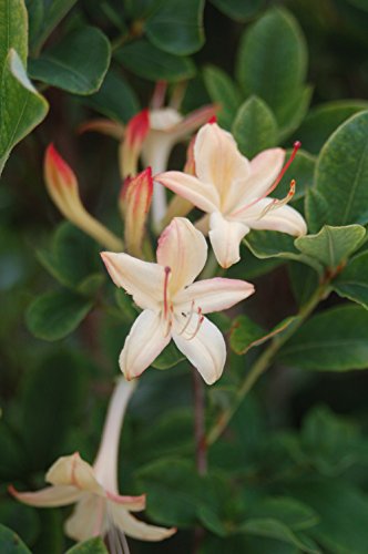 Lemon Drop Swamp Azalea