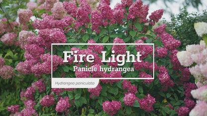 Fire Light® Panicle Hydrangea
