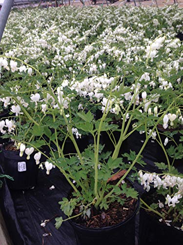 White Bleeding Heart