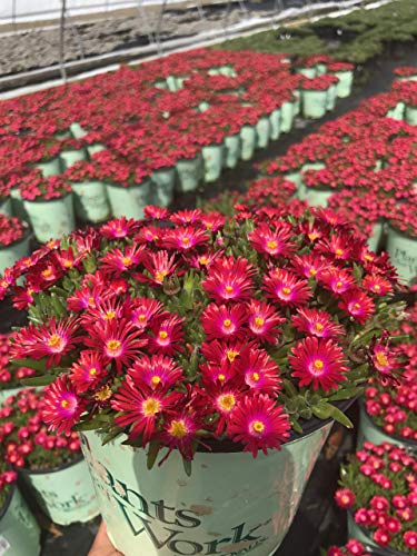 Jewel of the Desert® Garnet Iceplant