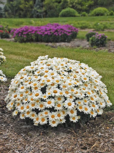 Whoops-a-Daisy Shasta Daisy