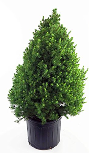 Dwarf Alberta Spruce