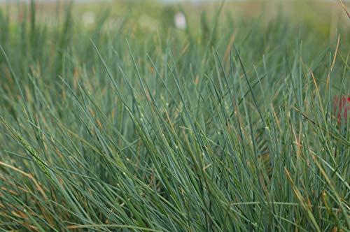 Elijah Blue Fescue