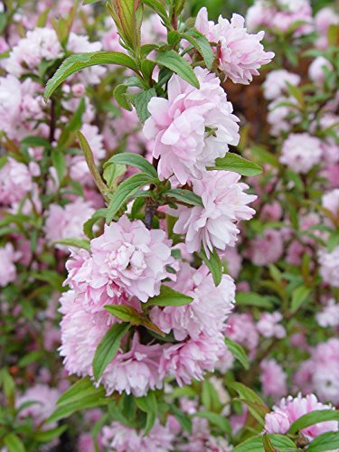 Pink Flowering Almond