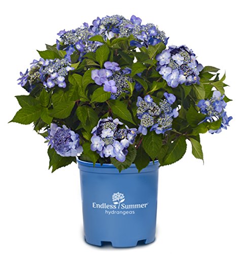 Endless Summer® Twist-N-Shout® Hydrangea – Green Promise Farms