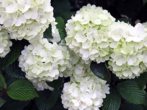 Opening Day&#8482; Doublefile Viburnum