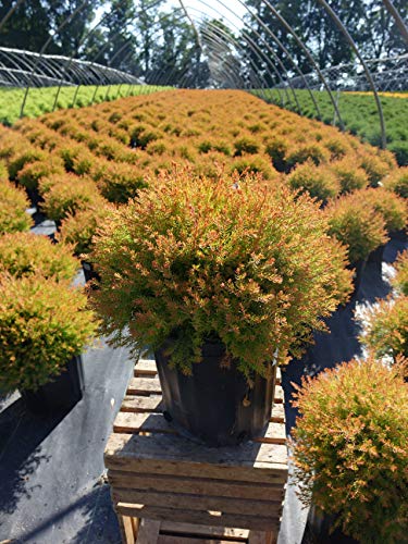 Fire Chief™ Globe Arborvitae