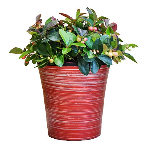 Christmas Wintergreen - Red Holiday Pot