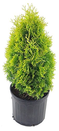 Amber Gold Arborvitae