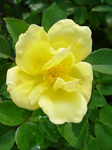 Sunny Knock Out® Rose