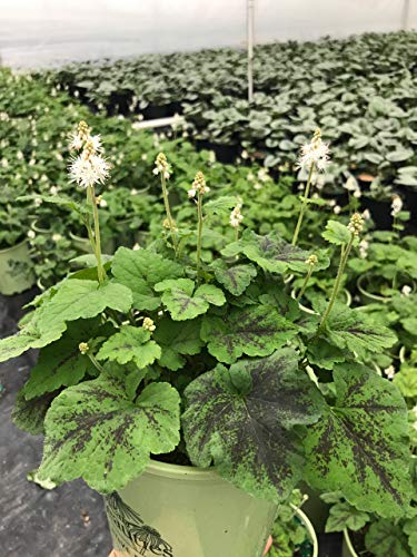 Running Tapestry Foamflower