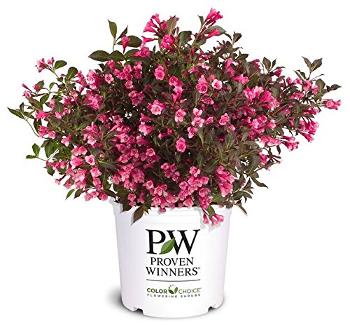 Wine & Roses® Weigela