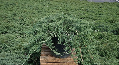 Blue Rug Juniper