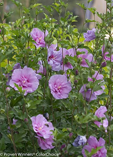 Lavender Chiffon® Rose of Sharon