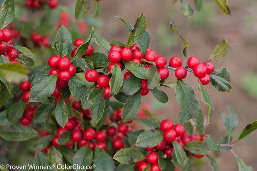 Little Goblin® Red Winterberry