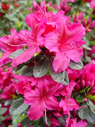 Girards Fuchsia Azalea