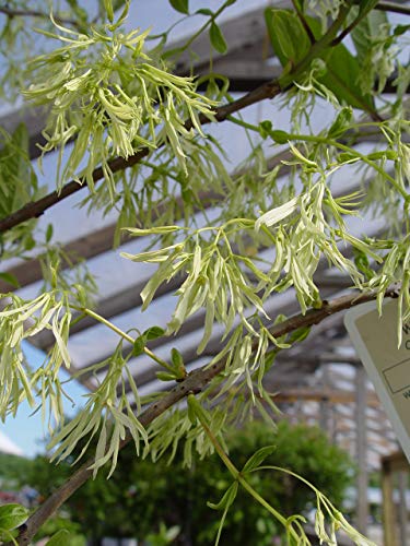 White Fringetree