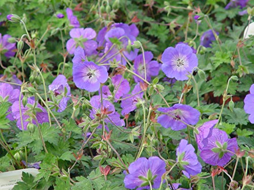 Rozanne Cranesbill Geranium