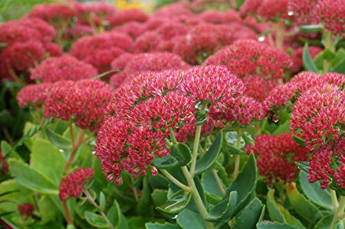 Autumn Joy Stonecrop