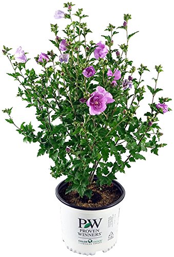 Lavender Chiffon® Rose of Sharon