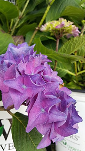 Let's Dance® Rhythmic Blue® Hydrangea