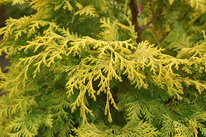 Cripps Golden Hinoki Cypress