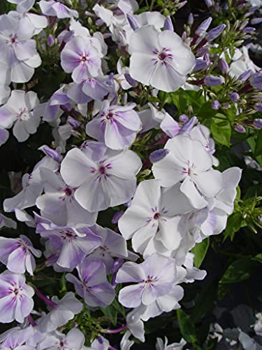 Volcano® Lilac Splash Garden Phlox