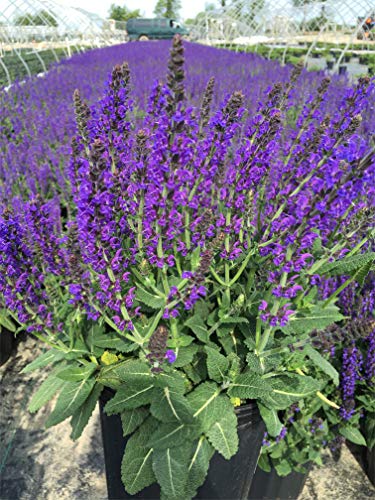 May Night Meadow Sage