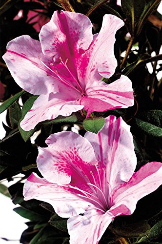 Autumn Twist® Reblooming Azalea