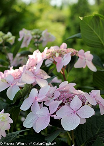 Let's Dance® Diva! Reblooming Hydrangea