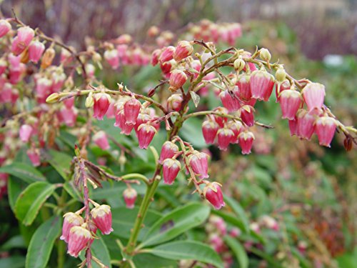 PIERIS JAPONICA `VALLEY VALENTINE`