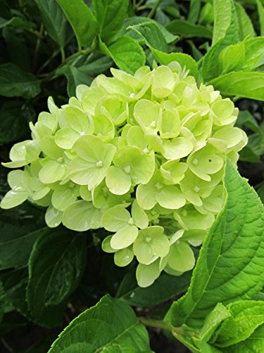 Little Lime® Panicle Hydrangea