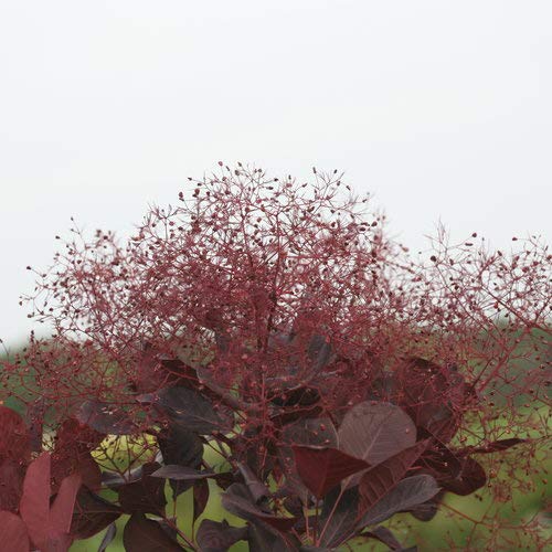 Winecraft Black® Smokebush