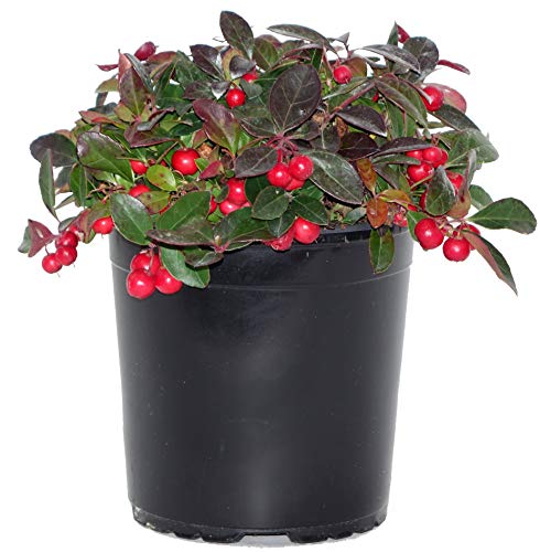 Christmas Wintergreen