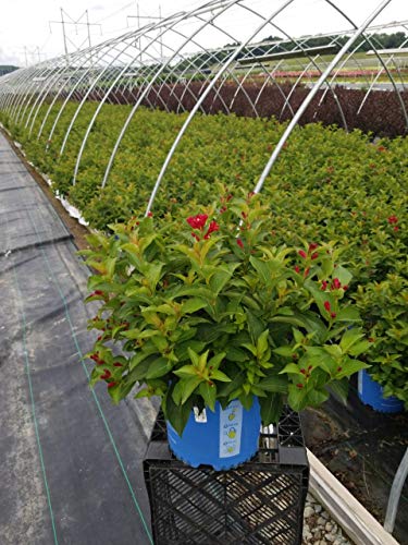 Maroon Swoon&#8482; Weigela