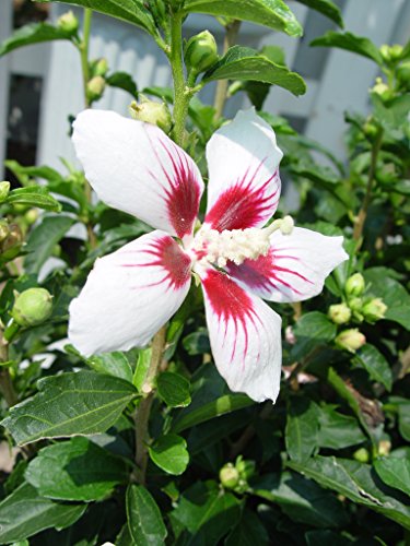 Lil' Kim® Rose of Sharon