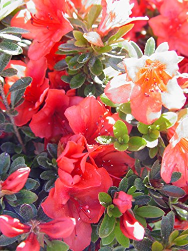 Joseph Hill Evergreen Azalea