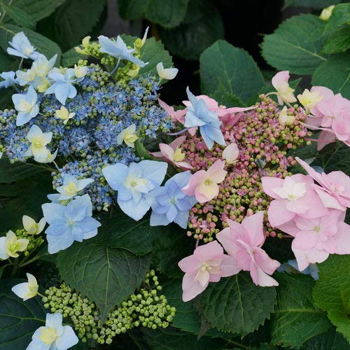 Tuff Stuff Ah-Ha® Reblooming Mountain Hydrangea