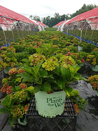 Pistachio Hydrangea